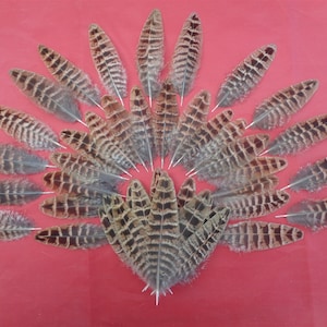 40 Hen Pheasant Inner Tail Feathers 2.5&quot; - 4&quot; / 6cm - 11cm