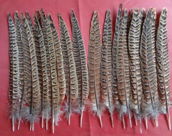 20 Hen Pheasant Tail Feathers 9" / 23cm - 10 Left 10 Right Feathers