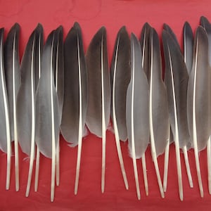 May include: A collection of 18 gray and white feathers arranged in a row on a red background.