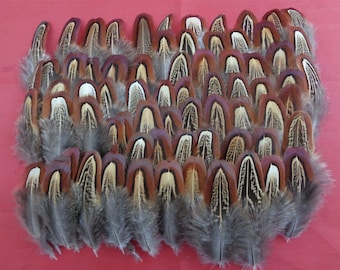100 Pheasant Shoulder Feathers 2&quot; - 3.5&quot; - Church Window Feathers
