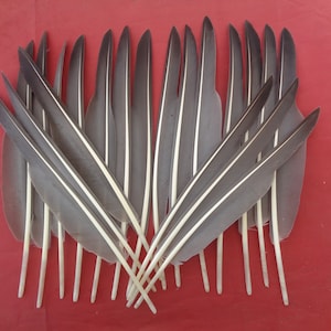 May include: A collection of 16 gray and white feathers with a white stripe down the center of each feather. The feathers are arranged in a fan shape on a red background.