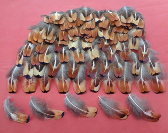 100 Pretty Cock Pheasant Neck Feathers  1.5" - 2" / 3cm - 5cm - Yellow & Rust Coloured