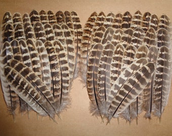 50 Hen Pheasant Wing Feathers 5" - 6" / 13cm - 15cm