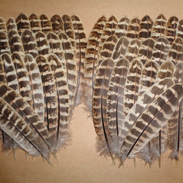 50 plumes d'aile de faisan de poule 5" - 6" / 13 cm - 15 cm