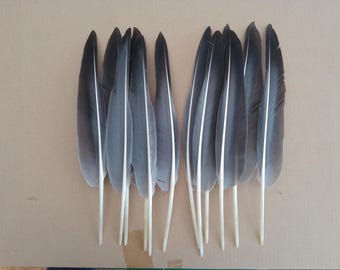 12 Grey Goose Quill Wing Feathers 14" / 36cm