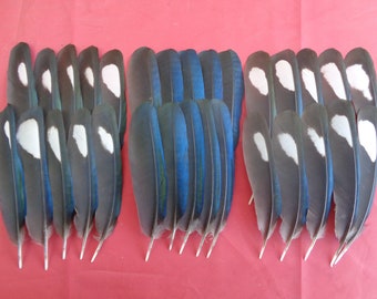 20 Left European Magpie Wing Feathers 4.5" - 5.5" / 11cm - 14cm