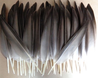 40 Mallard Duck Wing Quill Feathers 7" / 18cm - 20 Left, 20 Right