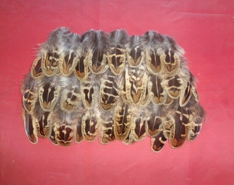 100 Hen Pheasant Shoulder Feathers 2&quot;- 3.5&quot; / 5cm - 9cm