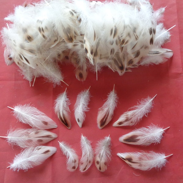 100 Cream & Brown Hen Mallard Duck Chest Feathers 1.5" - 3"/ 3 - 8 cm