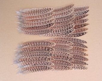 40 Hen Pheasant Tail Feathers 5" / 13cm