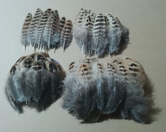 100 Assorted Hen Pheasant Feathers 2" to 5" inch / 5cm - 12.5cm