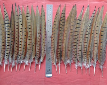 20 Pheasant Tail Feathers 12"/ 30cm - Crafting, Wedding Decoration, Jewellery Making