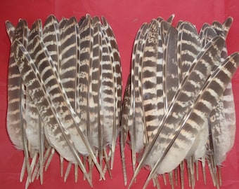 40 Hen Pheasant Wing Quill Feathers 6" - 7" / 15 - 17cm