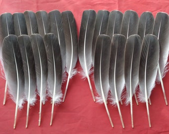 20 Rounded Grey Goose Wing Quill Feathers 9" / 23cm