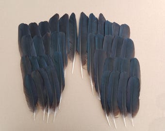 40 Seconds European Crow Wing Feathers 5" - 8" / 13cm - 18cm  - Not perfect but clean feathers