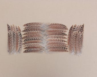 40 Hen Pheasant Tail Feathers 4" / 10cm