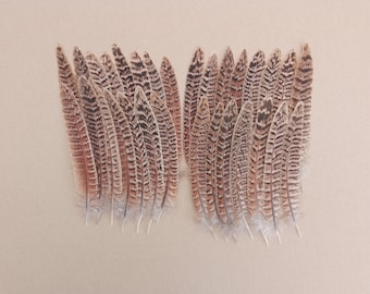 30 Hen Pheasant Tail Feathers 6" / 15cm