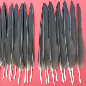 May include: A collection of long, slender black feathers arranged in two vertical groups. Each feather features a smooth, tapered shaft and soft, dark barbs that transition to a lighter, translucent quill at the base, creating a uniform appearance.