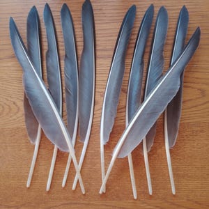 May include: A collection of ten long, slender bird feathers arranged in a fan shape. Each feather features a dark gray, tapered vane with a distinct white leading edge and a smooth, pale, cream-colored quill extending from the base of the shaft.