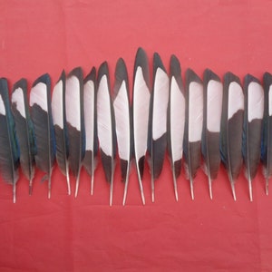 20 Magpie Black & White Wing Feathers 5.5 7 / 14cm 18cm zdjęcie 1