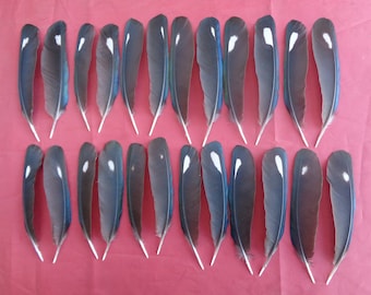 12 Pairs - 24 European Magpie Black & White Spot Wing Feathers 4.5"- 5.5" / 11cm - 14cm