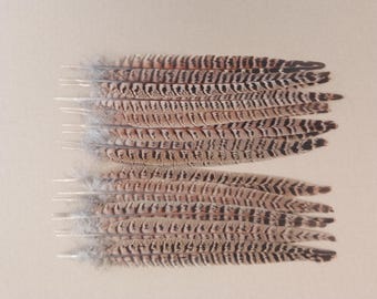 20 Hen Pheasant Tail Feathers 11" / 28cm - 10 Left 10 Right Feathers