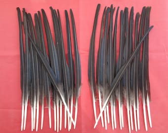 30 Semi-Stripped Crow Quill 10" / 26cm - Make your own fishing floats
