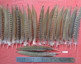 20 Pheasant Tail Feathers 10"/ 25cm - Crafting, Wedding Decoration, Jewellery Making