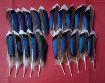 20 Mallard Blue Duck Wing Feathers 4" - 4.5" / 10 - 12cm