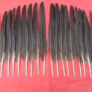 May include: A collection of 20 black crow feathers, arranged in two rows on a red surface. The feathers are approximately 6 inches long and have a natural, slightly curved shape.