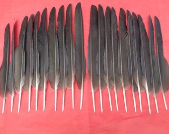 20 Rabenkrähen Flügelfedern 23cm - 28cm - Pointer Federn