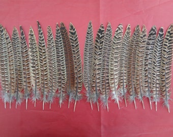 20 Hen Pheasant Tail Feathers 8" / 20cm - 10 Left 10 Right Feathers