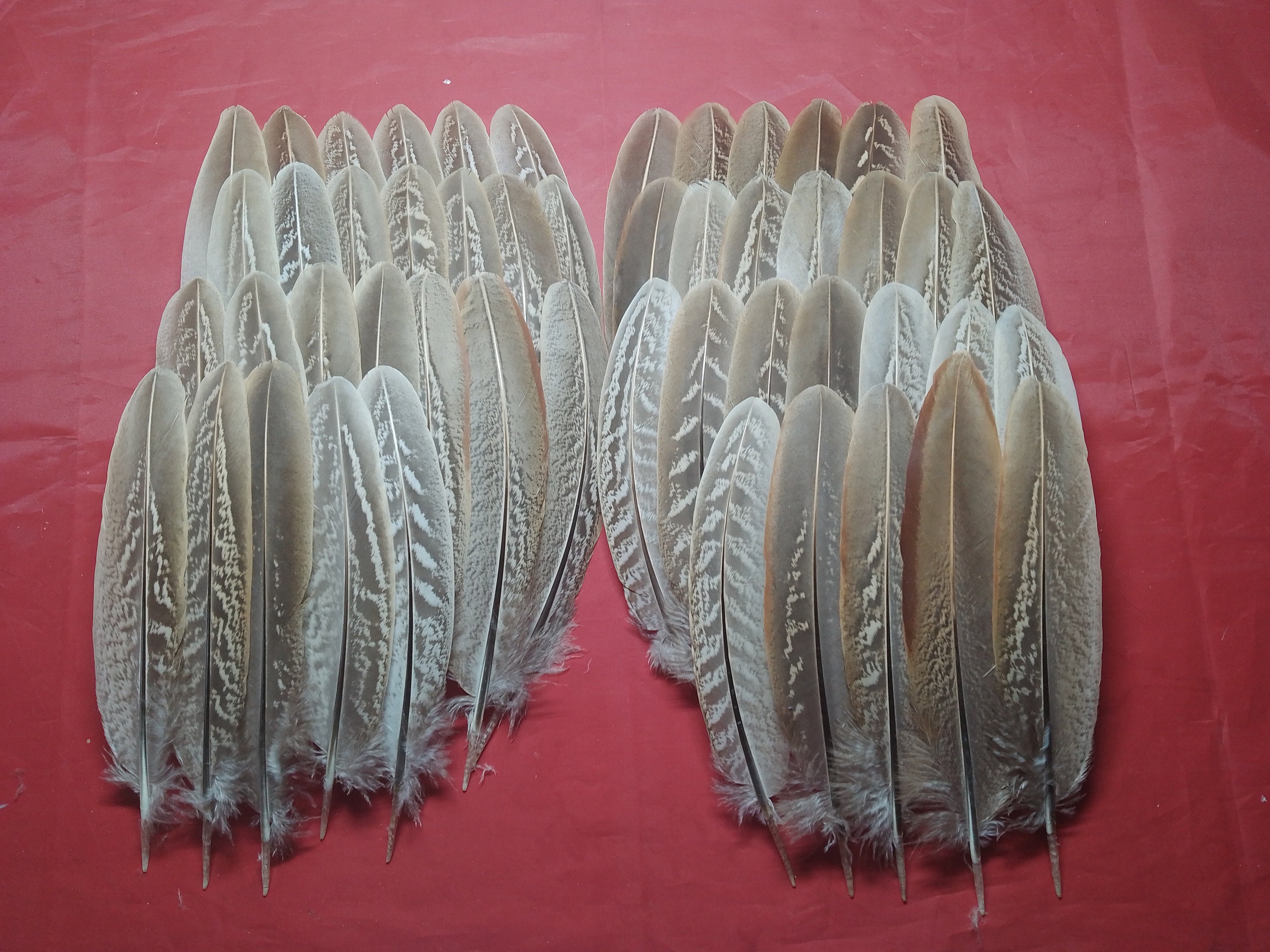 50 Pheasant Wing Feathers 5.5" - 7" / 14cm - 18cm
