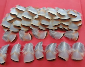 100 Small French Partridge Flank Feathers 1" - 1.5" / 2.5cm - 4cm (SMALL FEATHERS)