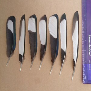 20 Magpie Black & White Wing Feathers 5.5 7 / 14cm 18cm zdjęcie 5