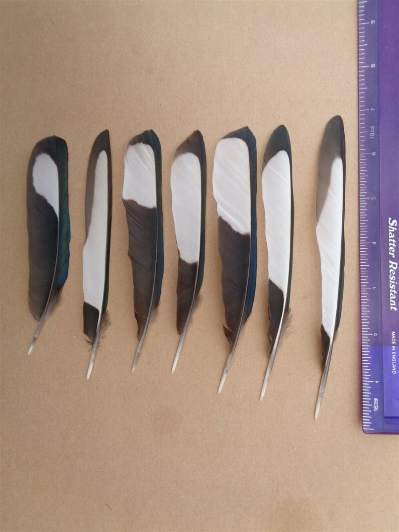 20 Magpie Black & White Wing Feathers 5.5 7 / 14cm 18cm zdjęcie 5