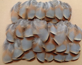 100 French Partridge Flank Feathers 1.5" - 3" / 4cm - 7cm