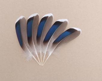 5 Right Large Mallard Blue Duck Wing Feathers 5" inch / 13cm