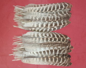 60 Hen Pheasant Wing Quill Seconds Feathers 6" - 7" / 15cm - 18cm