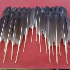 May include: A collection of gray and white feathers arranged on a red surface. Each feather has a dark gray top that fades to white, with a white stripe down the center. The quills are a light beige color.