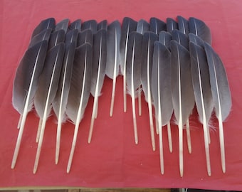 30 Pointed Grey Goose Wing Quill Feathers 8" / 21cm