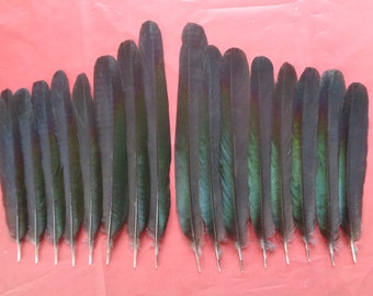 16 European Magpie Tail Feathers 6" - 8.5" / 15cm - 22cm , 8 Left, 8 Right Tail Feathers