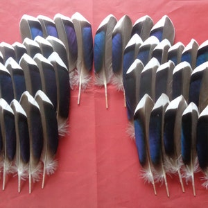 May include: A collection of 24 blue and white feathers arranged in two rows. The feathers are iridescent and have a slight curve to them.
