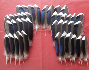 40 Mallard Blue Duck Wing Feathers 4" - 5" / 10 - 13cm