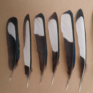 20 Magpie Black & White Wing Feathers 5.5 7 / 14cm 18cm zdjęcie 3