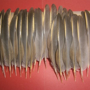 60 French Partridge Wing Quill Feathers 4.5&quot; - 5&quot; / 11 -13cm