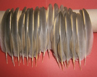 30 French Partridge Wing Quill Feathers 4.5" - 5" / 11 -13cm