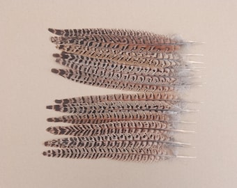 20 Hen Pheasant Tail Feathers 10" / 25cm - 10 Left 10 Right Feathers