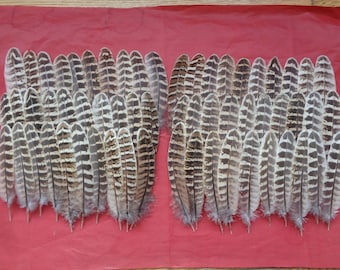 60 Hen Pheasant Wing Seconds Feathers 5" - 6" / 13cm - 15cm