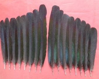 16 European Magpie Tail Feathers 6.5" - 8.5" / 16cm - 21cm , 8 Left, 8 Right Tail Feathers